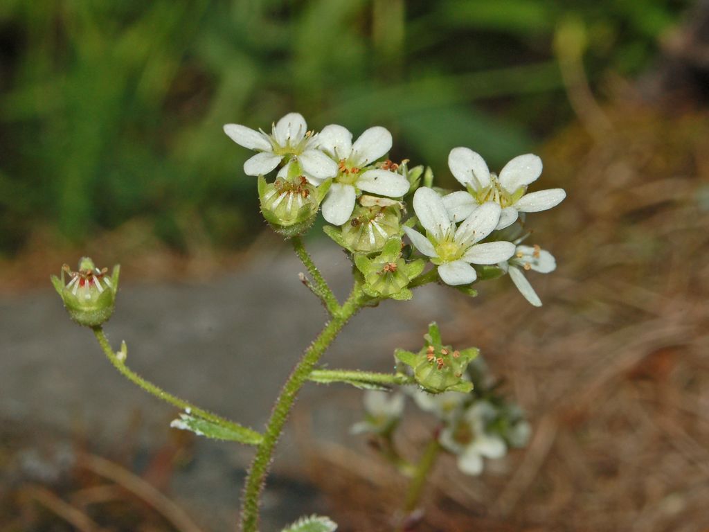 Piccoli fiori di montagna - Saxifraga paniculata